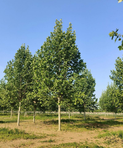 法国梧桐树木材什么色