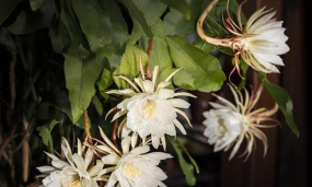 小众送妈妈的花有哪些花