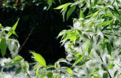 小众送妈妈的花有哪些花