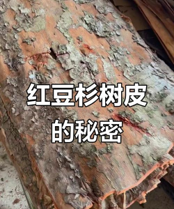 杉树皮的功效与作用