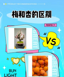 杏梅与杏的区别