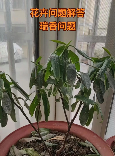 小众送妈妈的花有哪些花