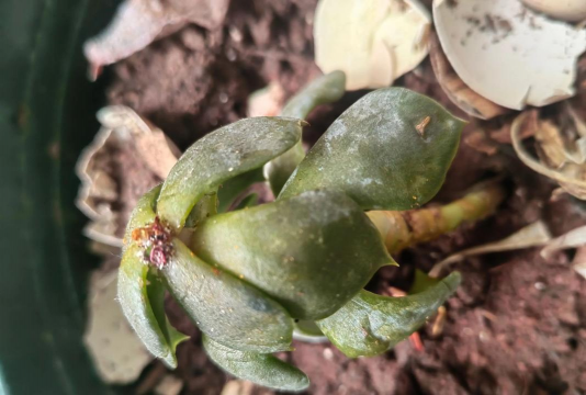 小众送妈妈的花有哪些花