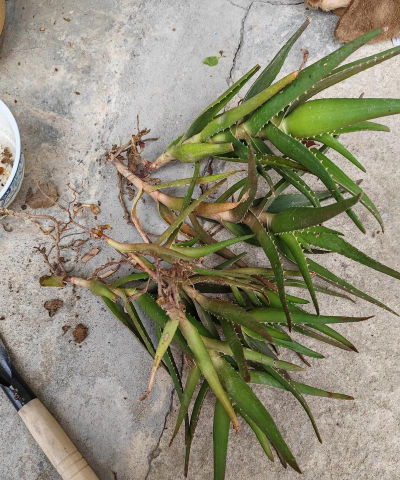 小众送妈妈的花有哪些花