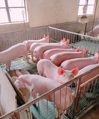 小众送妈妈的花有哪些花