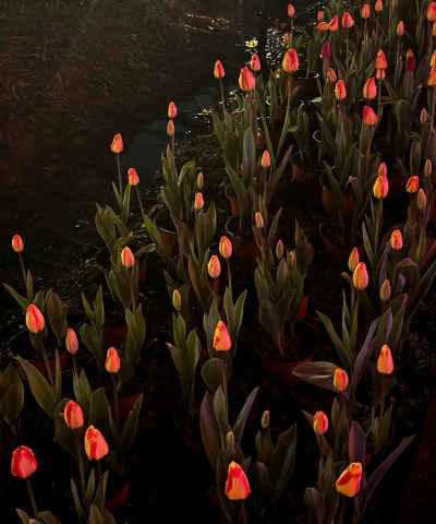 小众送妈妈的花有哪些花