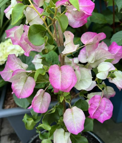 小众送妈妈的花有哪些花