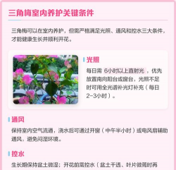 小众送妈妈的花有哪些花