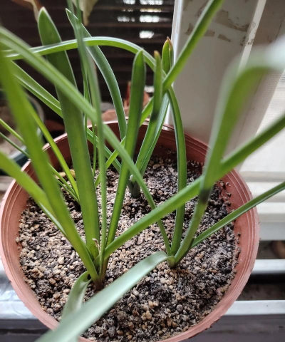 小众送妈妈的花有哪些花