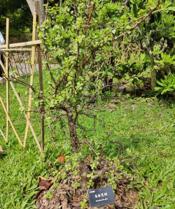 小众送妈妈的花有哪些花