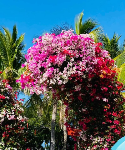 小众送妈妈的花有哪些花