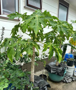 小众送妈妈的花有哪些花