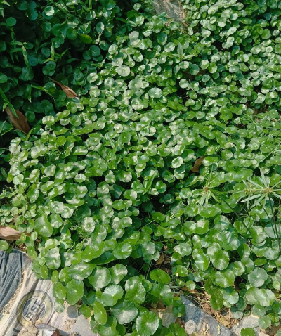 一盆金钱草多少钱