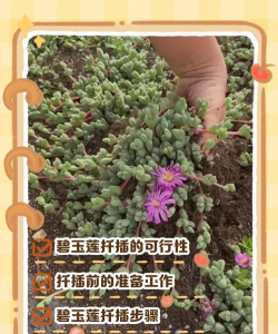 小众送妈妈的花有哪些花