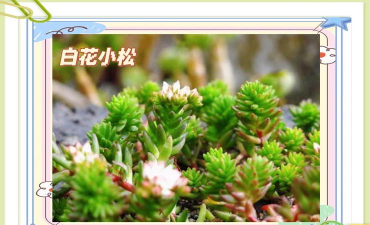 小众送妈妈的花有哪些花