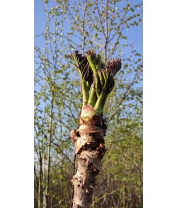 小众送妈妈的花有哪些花