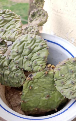 小众送妈妈的花有哪些花