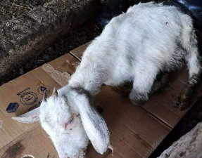 小羔羊常见哪些病