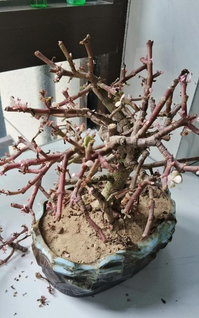 小众送妈妈的花有哪些花