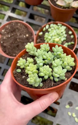 小众送妈妈的花有哪些花