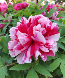 小众送妈妈的花有哪些花