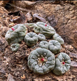 小众送妈妈的花有哪些花