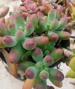 小众送妈妈的花有哪些花