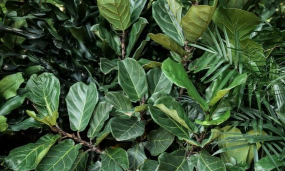 小众送妈妈的花有哪些花