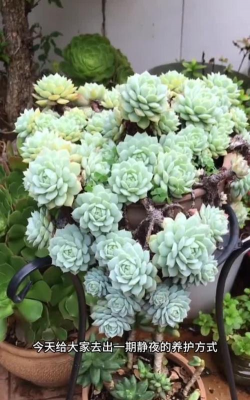 小众送妈妈的花有哪些花