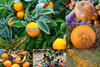 小众送妈妈的花有哪些花