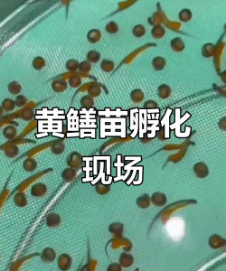 黄鳝怎么繁殖