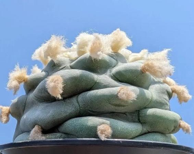 小众送妈妈的花有哪些花