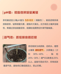 茶花土壤要求