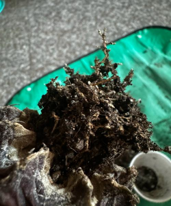 小众送妈妈的花有哪些花