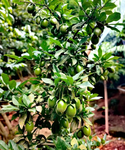 小众送妈妈的花有哪些花