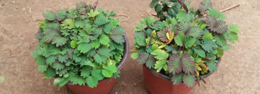 小众送妈妈的花有哪些花