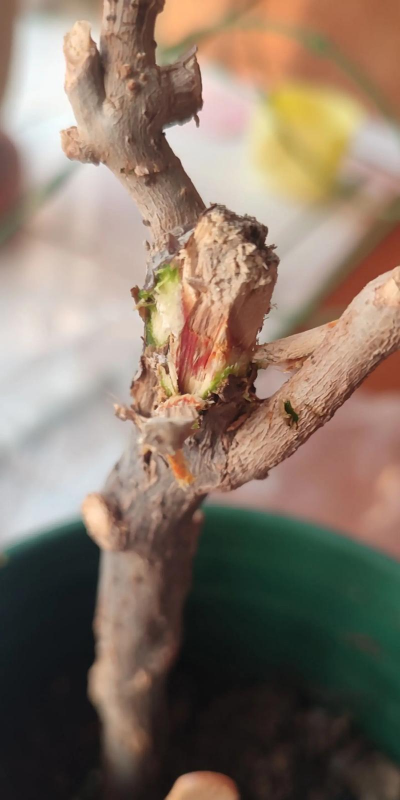 小众送妈妈的花有哪些花