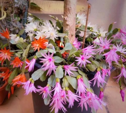 小众送妈妈的花有哪些花