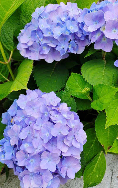 小众送妈妈的花有哪些花