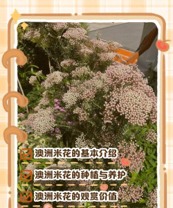 小众送妈妈的花有哪些花