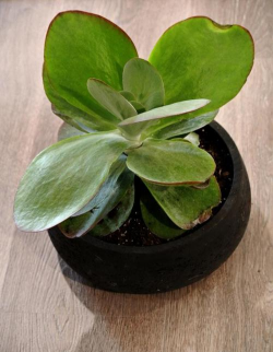 小众送妈妈的花有哪些花