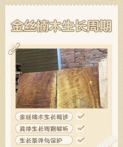 金丝楠木生长周期