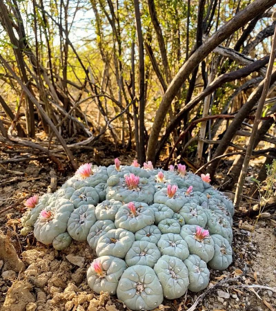 小众送妈妈的花有哪些花