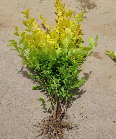 金叶女贞夏天能移栽吗