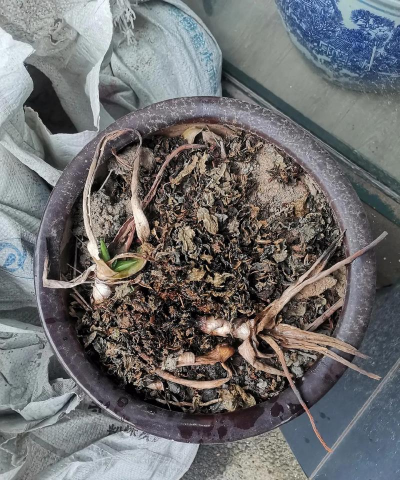 小众送妈妈的花有哪些花