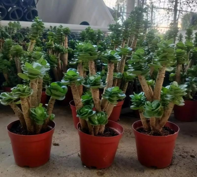 小众送妈妈的花有哪些花