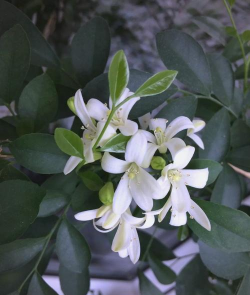 小众送妈妈的花有哪些花