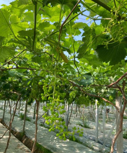 小众送妈妈的花有哪些花