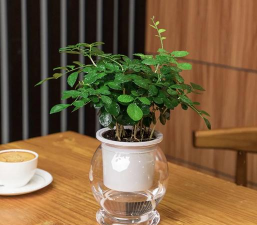 小众送妈妈的花有哪些花