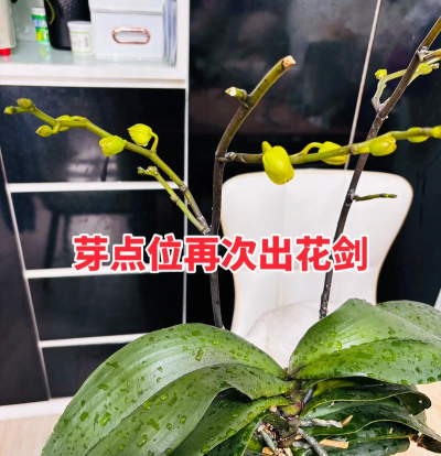 小众送妈妈的花有哪些花